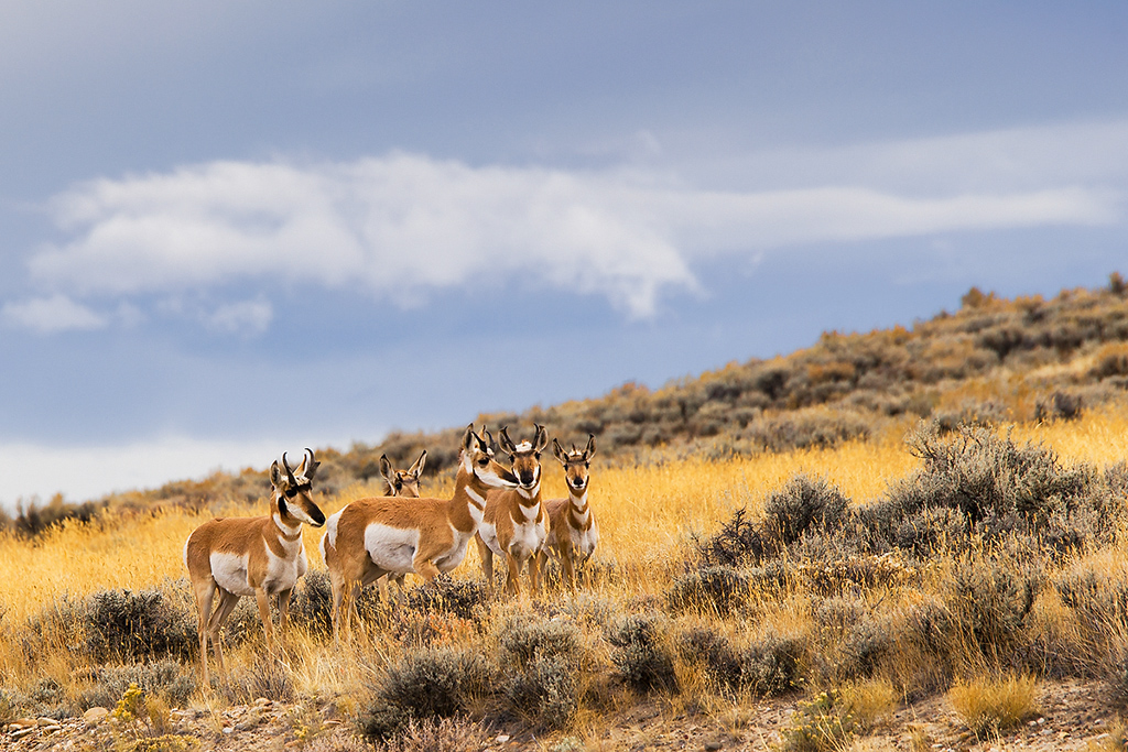Pronghorn antelopes - Wyoming